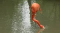 Pink flamingo HD Footage