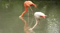 Pink flamingo HD Footage