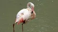 Pink flamingo HD Footage