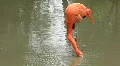 Pink flamingo HD Footage