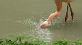Pink flamingo HD Footage