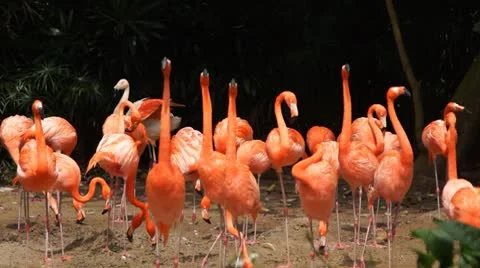 Pink flamingo Stock Footage 10787460