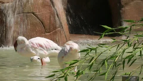 Pink flamingo Stock Footage