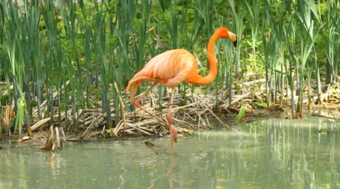 Pink flamingo Stock Footage 27545657