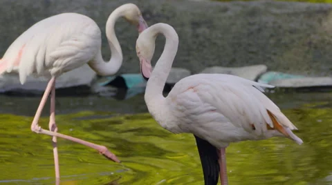 Pink flamingo Stock Footage 55341867