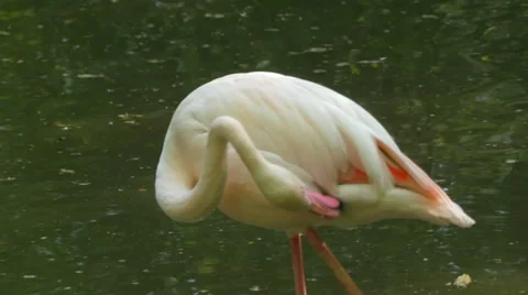 Pink Flamingo Stock Footage 62811846