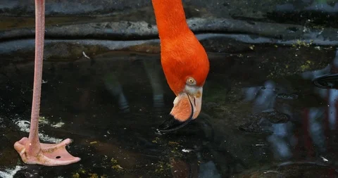 Pink flamingo Stock Footage 125343416