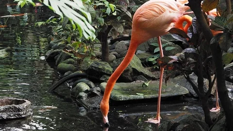 Pink flamingo Stock Footage 125344759