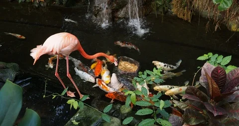 Pink flamingo Stock Footage 125345011