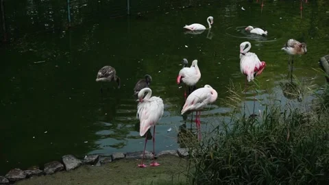 Pink flamingo Видео 160039837