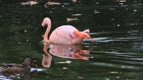 Pink flamingo Stock Footage 220217739