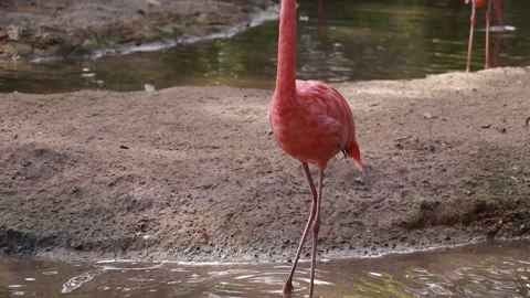 Pink flamingo Stock Footage 225413296