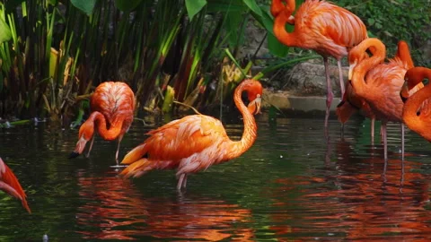 Pink Flamingo Stock Footage 251224729
