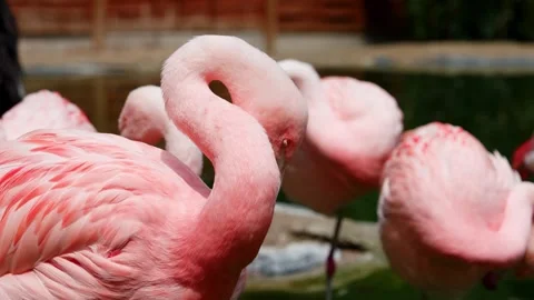 Pink flamingo Stock Footage 314054276