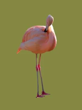 Pink flamingo Stock Illustration