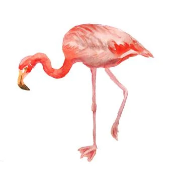 Pink flamingo Stock Illustration