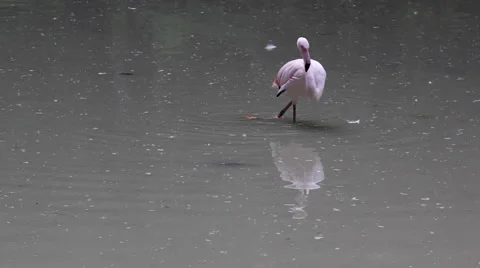 Pink flamingo on the lake Video stock 63856341