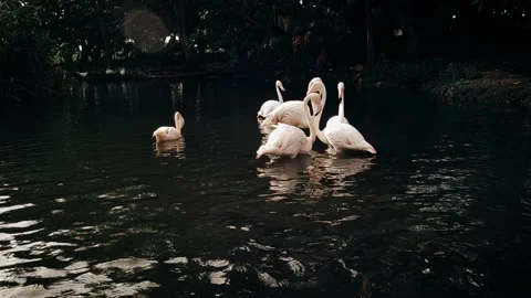Pink Flamingo - Mauritius Stock Footage 199292640