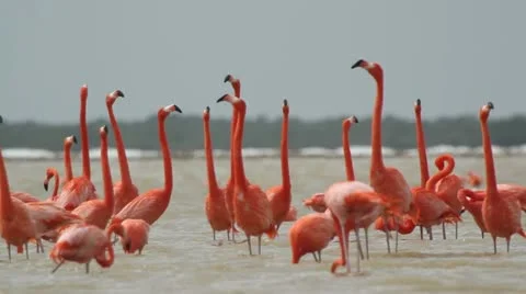 Pink flamingo mexico wildlife bird Stock Footage