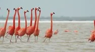 Pink Flamingo Mexico Wildlife Birds Stock Footage