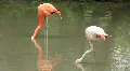 Pink flamingo (Phoenicopteridae) HD Footage