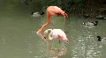 Pink flamingo (Phoenicopteridae) HD Footage
