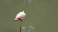 Pink flamingo (Phoenicopteridae) HD Footage