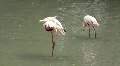 Pink flamingo (Phoenicopteridae) HD Footage