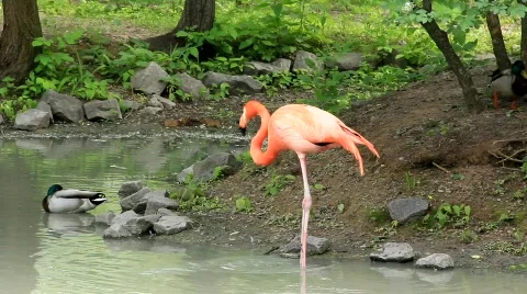Pink flamingo (Phoenicopteridae) Stock Footage