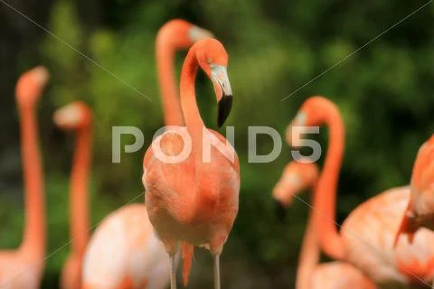 Pink flamingo Stock Photos