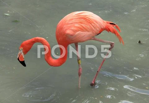 Pink flamingo Stock Photos