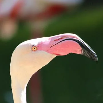 Pink Flamingo Stock Photos