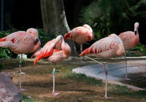 Pink Flamingo Foto stock