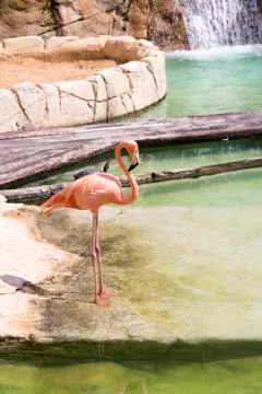 Pink flamingo Stock Photos