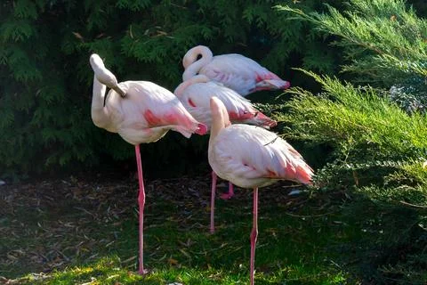 Pink flamingo Stock Photos
