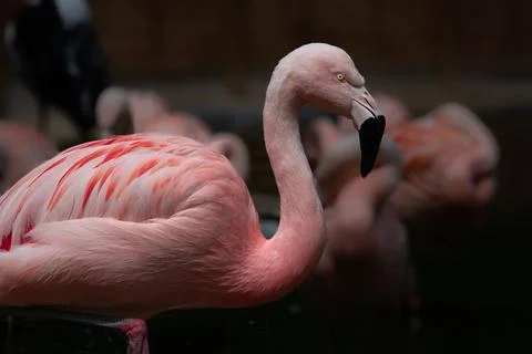 Pink flamingo Stock Photos