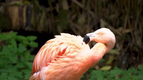 Pink flamingo preening its feathers in a natural wetland Stock-Footage 341329596