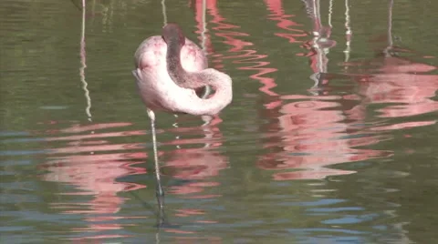 Pink Flamingo reflections Stock Footage 908656