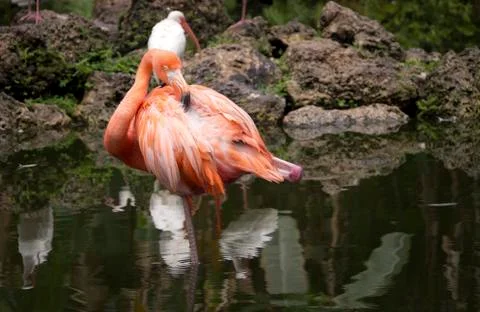 Pink Flamingo Standing In Water On One Leg Stock Photos