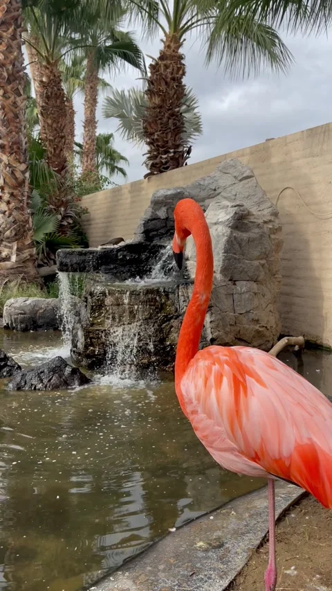 Pink flamingo stands next to the small pond and waterfall. Beautiful pink bird Stock Footage 277019330