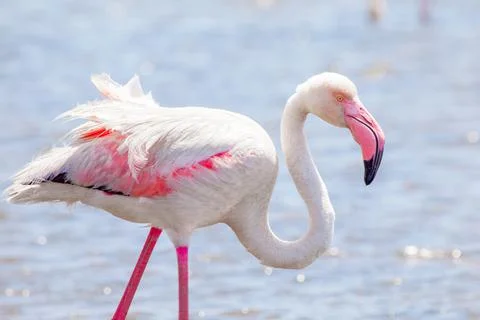 Pink flamingo with typical long neck Stock Photos