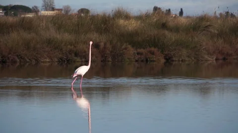 Pink Flamingos in Camargue, France Stock Footage