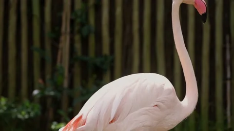 Pink Flamingos in captivity 스톡 동영상 170998721