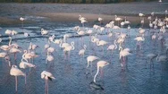 Pink Flamingos: A Flock Of The Lake Park In Dubai. Unusual Birds Stock Footage