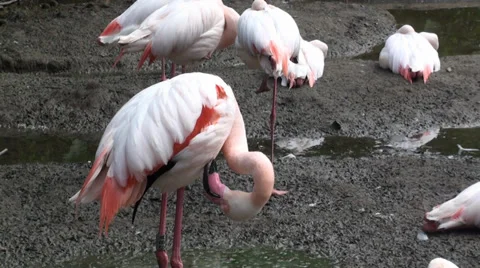 Pink Flamingos Stock Footage 38030341