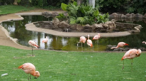 Pink flamingos Stock Footage 48405736