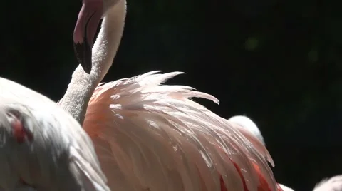 Pink Flamingos Stock Footage 64890936
