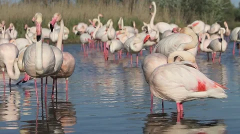 Pink flamingos Stockbeeldmateriaal 66428648