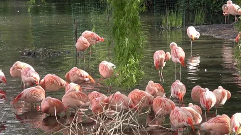 Pink flamingos Stock Footage 80898848