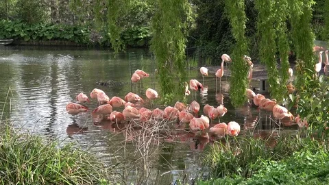 Pink flamingos Stock Footage 80898852